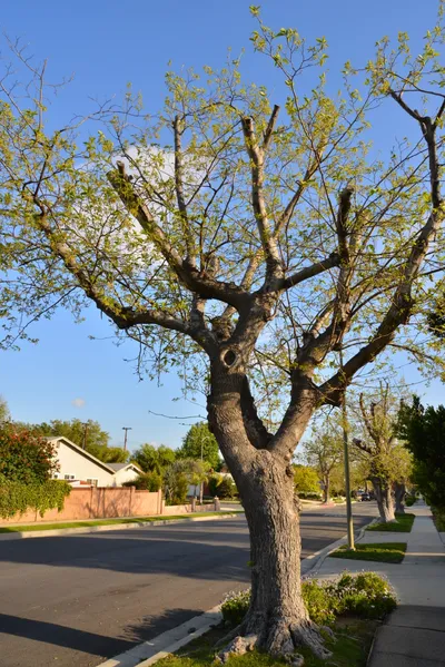 DSC_7223 (Large).JPG